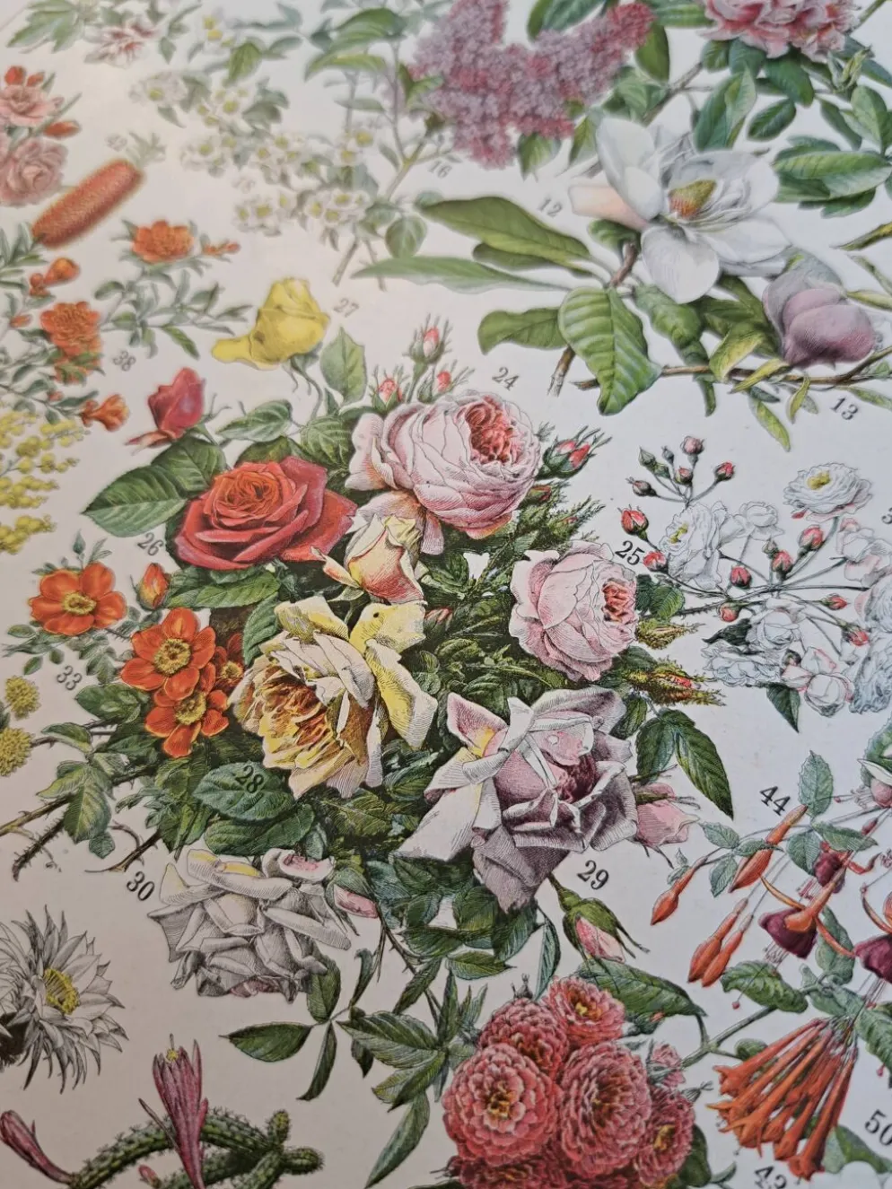 Ancienne planche botanique « Fleurs – Arbres et arbisseaux » – 1930