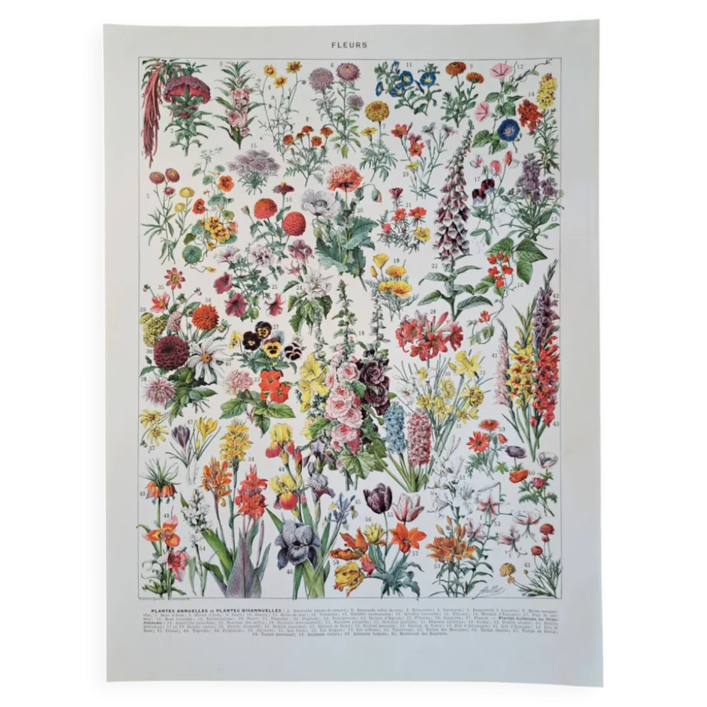 Ancienne planche botanique « Fleurs » – 1930
