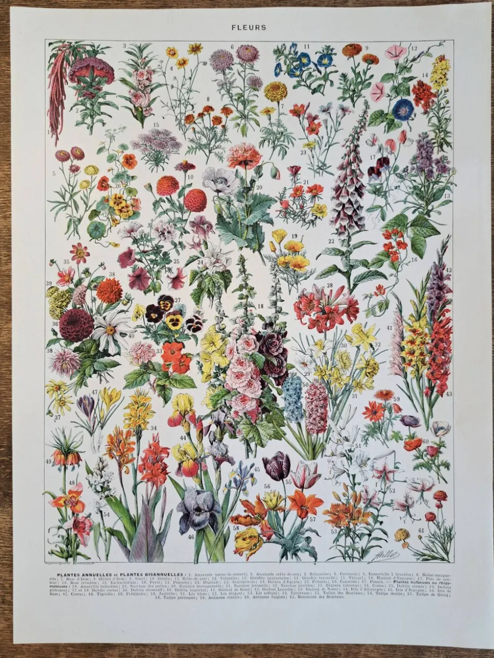 Ancienne planche botanique « Fleurs » – 1930