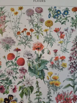 Ancienne planche botanique « Fleurs » – 1930