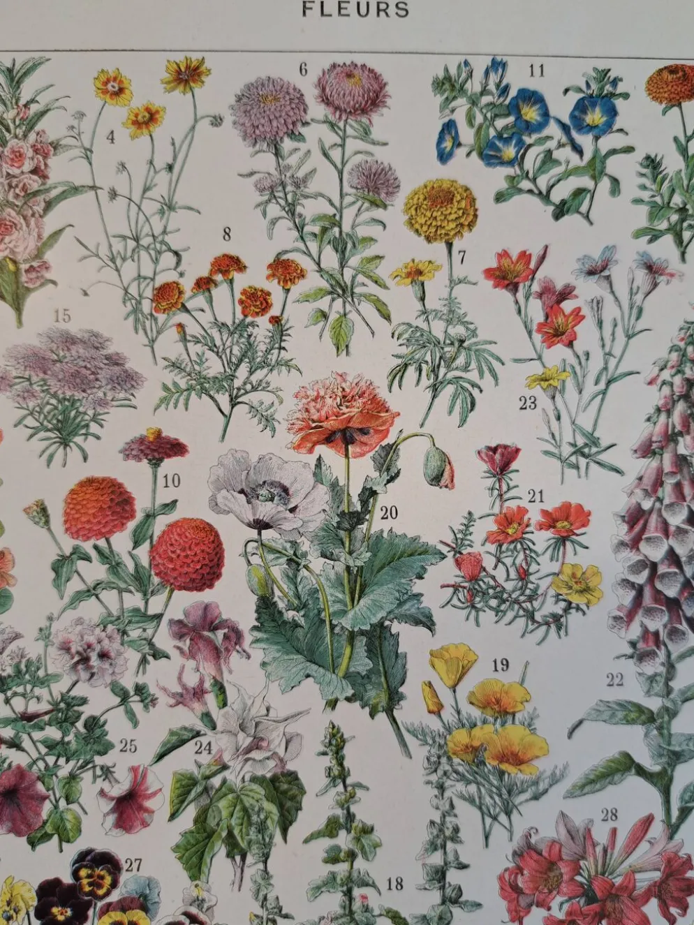 Ancienne planche botanique « Fleurs » – 1930