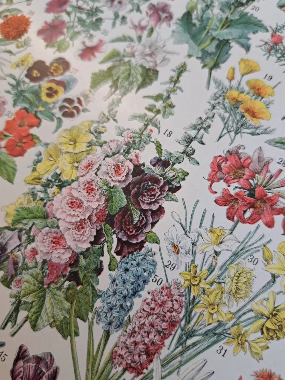 Ancienne planche botanique « Fleurs » – 1930