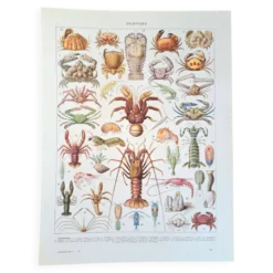 Ancienne planche naturaliste « Crustacés » – 1930 – Larousse