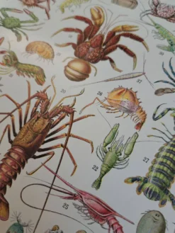 Ancienne planche naturaliste « Crustacés » – 1930 – Larousse