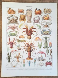 Ancienne planche naturaliste « Crustacés » – 1930 – Larousse