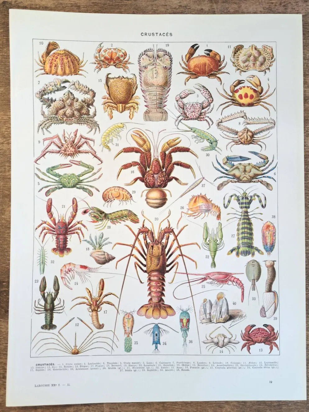 Ancienne planche naturaliste « Crustacés » – 1930 – Larousse