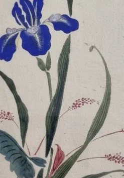 Aquarelle japonaise ancienne, Iris, ère Meiji, vers 1900, 33 × 43 cm