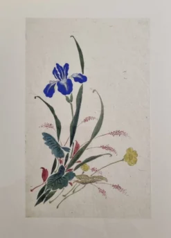 Aquarelle japonaise ancienne, Iris, ère Meiji, vers 1900, 33 × 43 cm