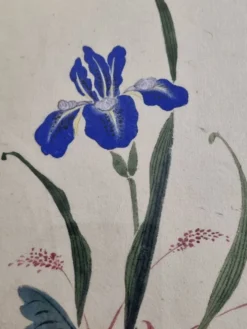 Aquarelle japonaise ancienne, Iris, ère Meiji, vers 1900, 33 × 43 cm
