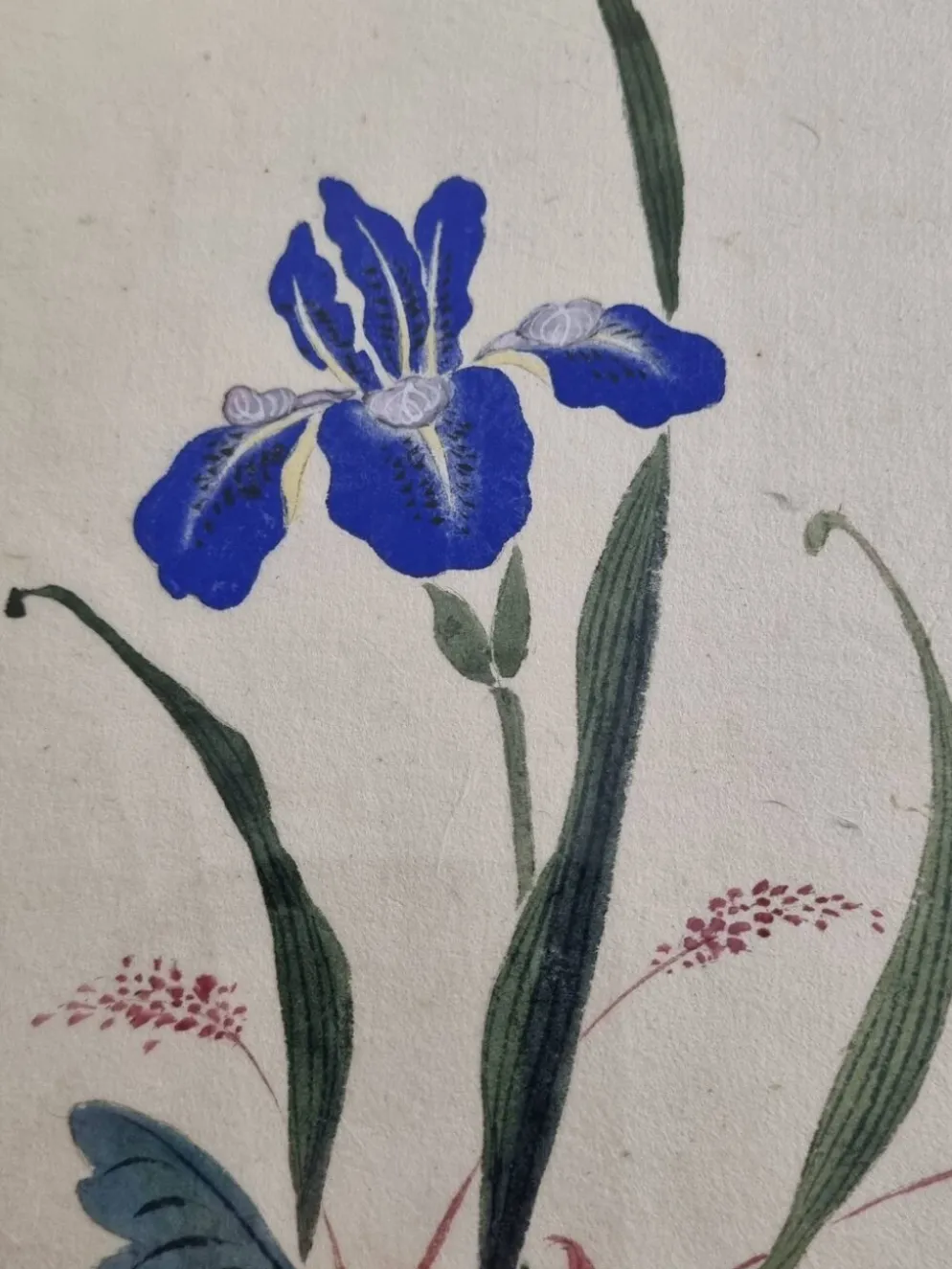 Aquarelle japonaise ancienne, Iris, ère Meiji, vers 1900, 33 × 43 cm