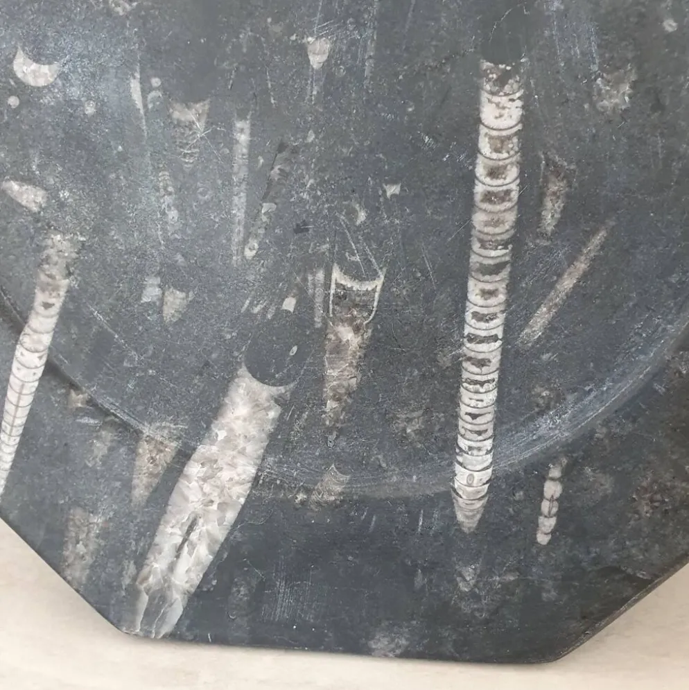 Assiette décorative en marbre fossilisé orthoceras
