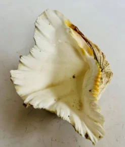 Bénitier