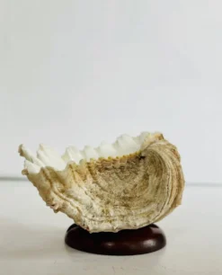 Bénitier