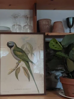 Cadre ancien ornithologique