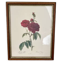 Cadre ancien rose rouge Redouté