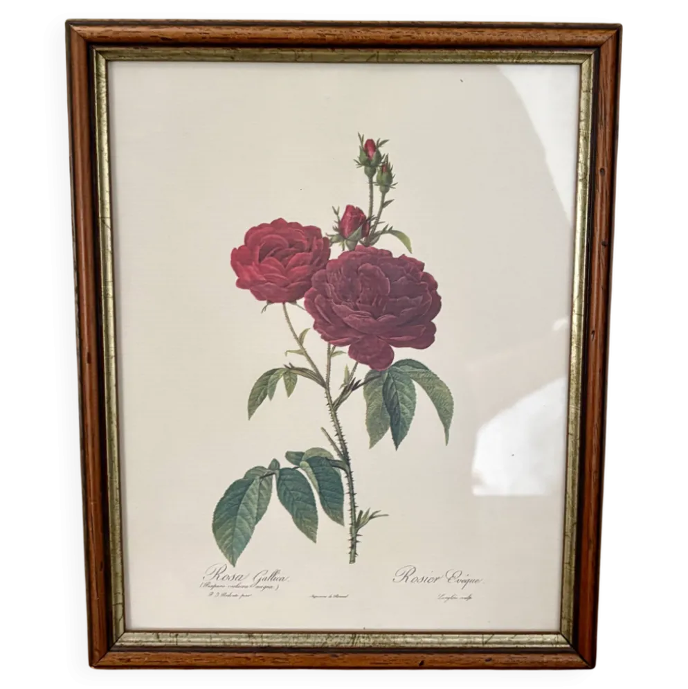 Cadre ancien rose rouge Redouté