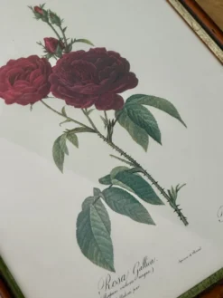 Cadre ancien rose rouge Redouté
