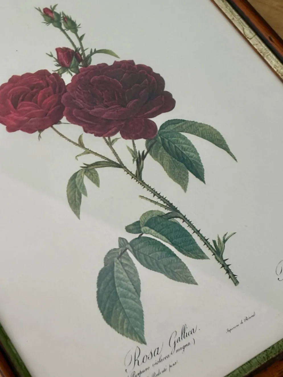 Cadre ancien rose rouge Redouté