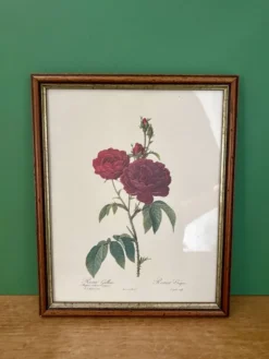 Cadre ancien rose rouge Redouté