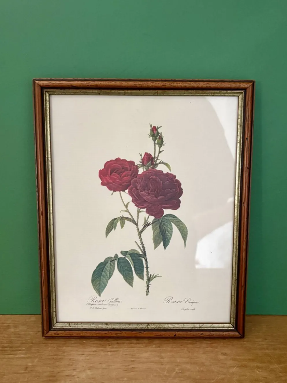 Cadre ancien rose rouge Redouté