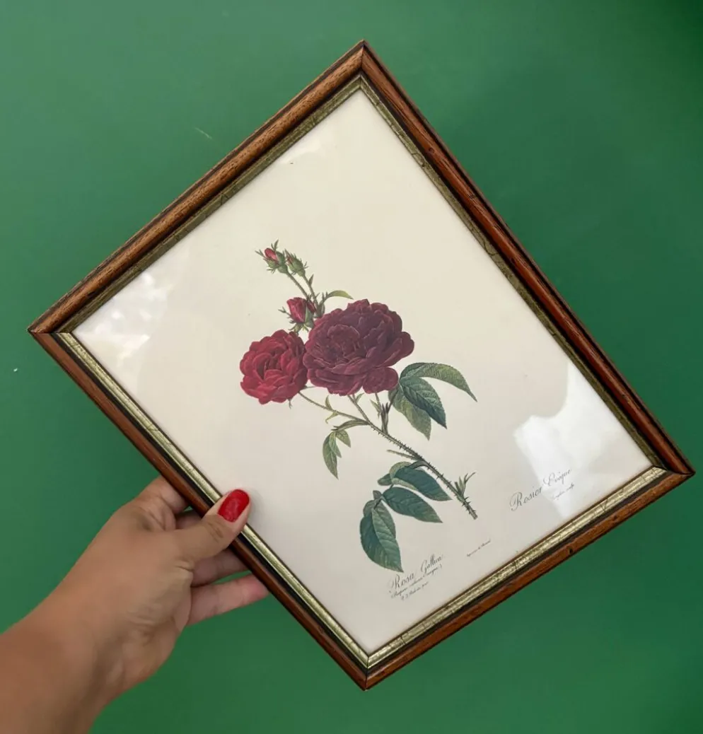 Cadre ancien rose rouge Redouté