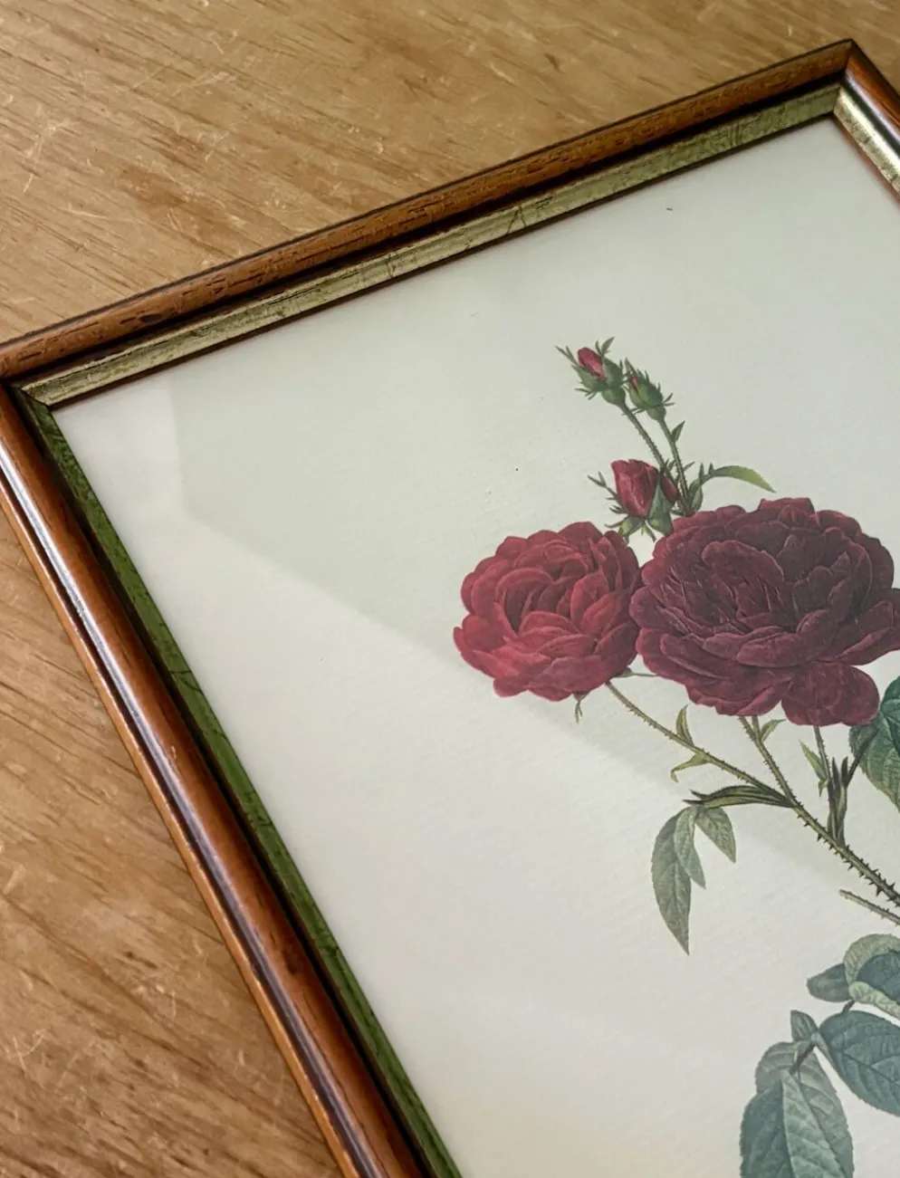 Cadre ancien rose rouge Redouté