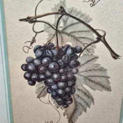 Cadre botanique Vitis Vinifera – Créastyl France