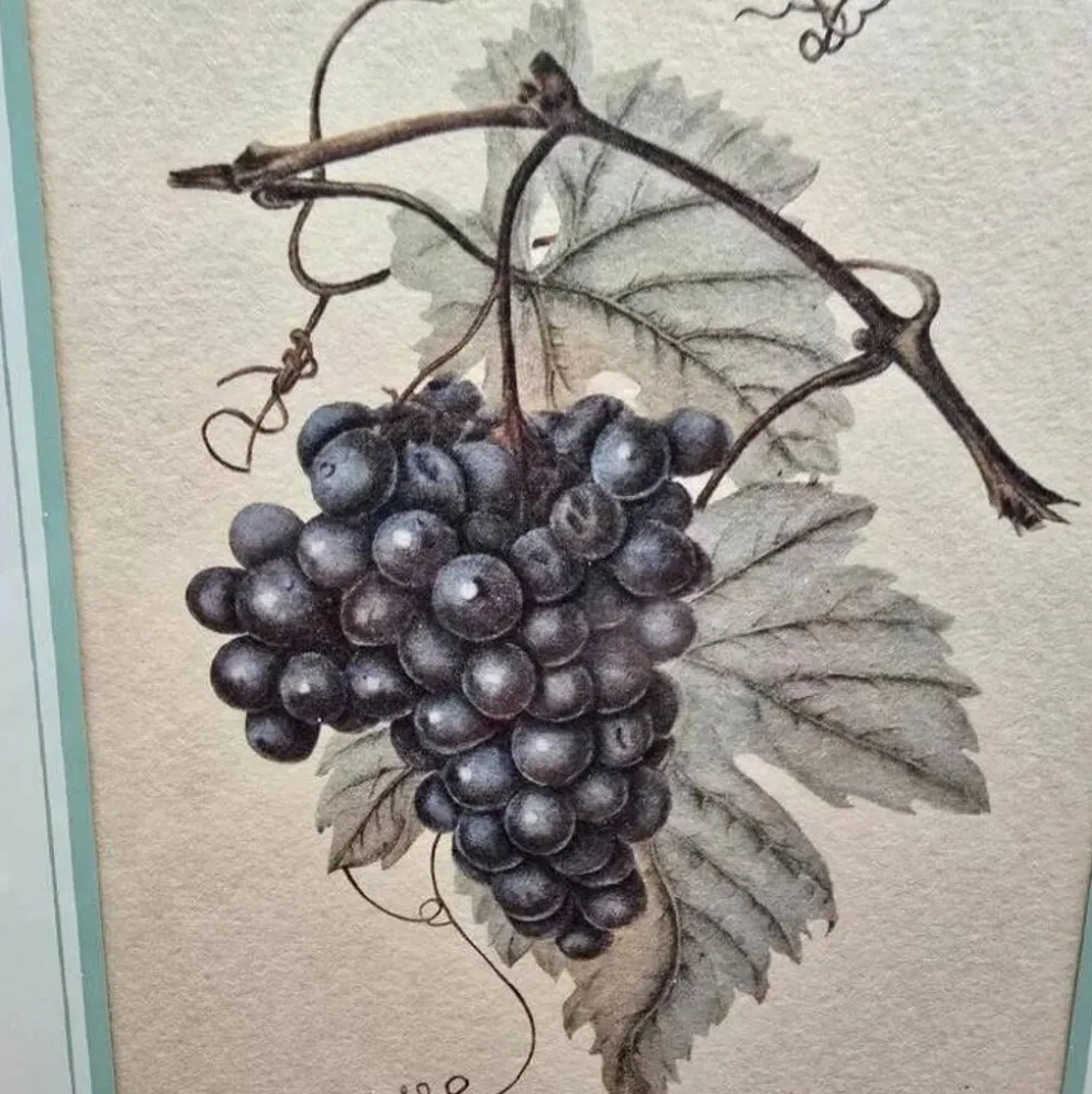 Cadre botanique Vitis Vinifera – Créastyl France