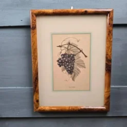 Cadre botanique Vitis Vinifera – Créastyl France