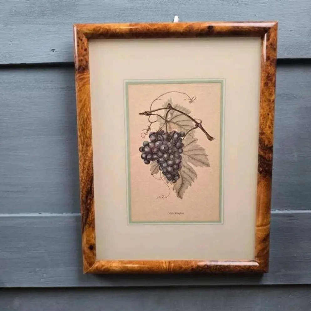 Cadre botanique Vitis Vinifera – Créastyl France