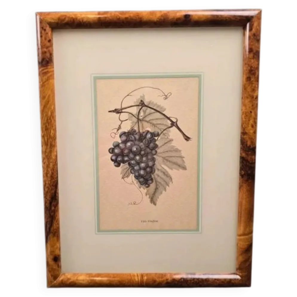 Cadre botanique Vitis Vinifera – Créastyl France