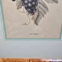 Cadre botanique Vitis Vinifera – Créastyl France