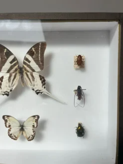 Cadre entomologie Deyrolle