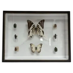 Cadre entomologie Deyrolle
