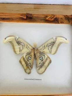 Cadre papillon naturalisé Attacus Atlas, vintage