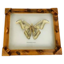 Cadre papillon naturalisé Attacus Atlas, vintage