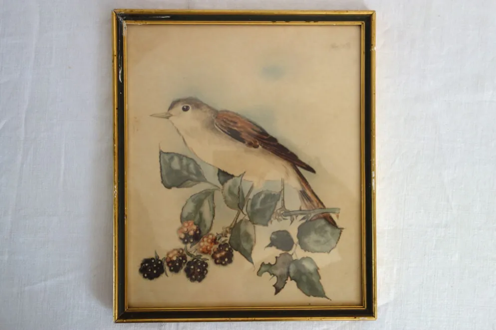 3 cadres oiseaux lithographies anciennes