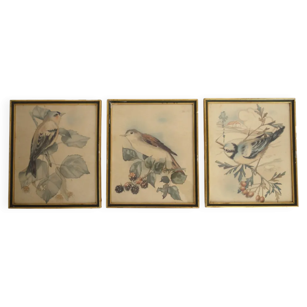 3 cadres oiseaux lithographies anciennes