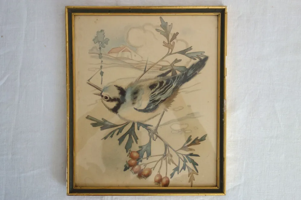 3 cadres oiseaux lithographies anciennes