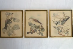 3 cadres oiseaux lithographies anciennes