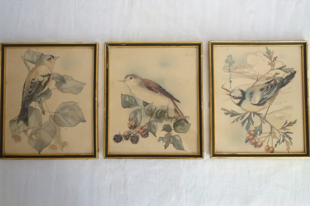 3 cadres oiseaux lithographies anciennes
