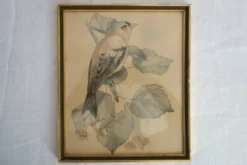 3 cadres oiseaux lithographies anciennes