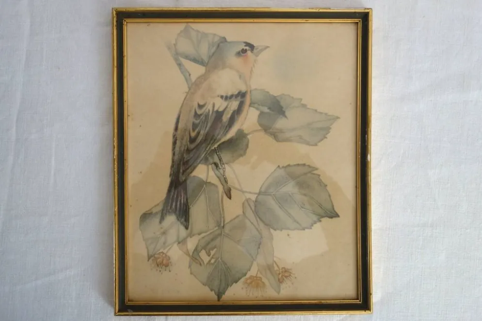 3 cadres oiseaux lithographies anciennes