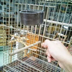 Cage à oiseaux dorée