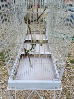 Cage à Oiseaux Fer 1900