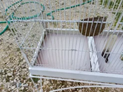 Cage à Oiseaux Fer 1900