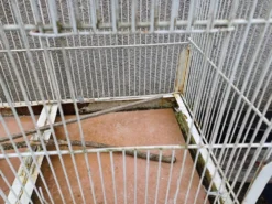 Cage à Oiseaux Fer 1900