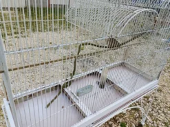 Cage à Oiseaux Fer 1900