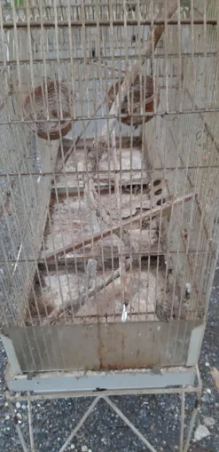 Cage à oiseaux fer 1900
