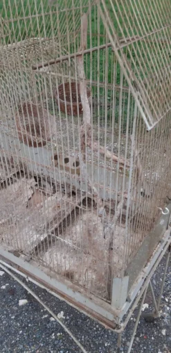 Cage à oiseaux fer 1900